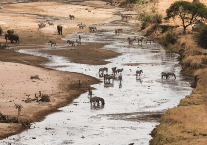 A herd of animals standing on top of a sandy beach.